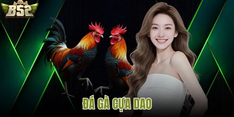 Đá gà cựa dao B52