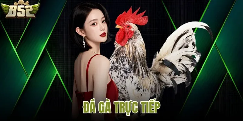 Đá gà trực tiếp B52